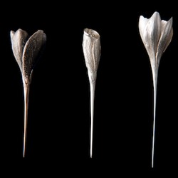 Sarah Elson, Frangipani Pins, 2016, repurposed silver and copper alloy, sizes variable