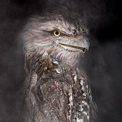 Rebecca Dagnall, Portrait of the Dead #8 (Tawny Frogmouth), 2022, archival pigment print on Canson Photographique paper, 100 x 67cm, ed. 5