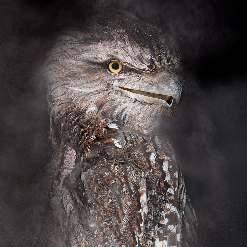 Rebecca Dagnall, Portrait of the Dead #8 (Tawny Frogmouth) (detail), 2022, archival pigment print on Canson Photographique paper, 100 x 67cm, ed. 5