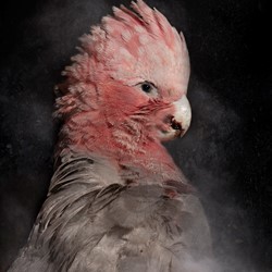 Rebecca Dagnall, Portrait of the Dead #4 (Pink and Grey Galah), 2022, archival pigment print on Canson Photographique paper, 100 x 67cm, ed. 5