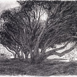 George Haynes, From the Bike Path, charcoal on paper, 56 x 76cm