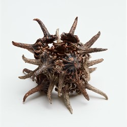 Sarah Elson, Untitled Ring (2)